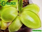 Tłustosz pinguicula Macrophylla