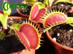 Muchołówka Dionaea BIG MOUTH