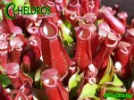 Nepenthes Dzbanecznik BLOODY MARY