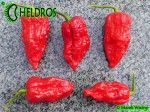 JIGSAW Fatalii Gourmet Chili pepper