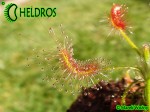 Rosiczka Drosera SCORPIOIDES / Drosera SCORPIOIDES.