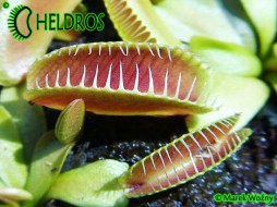 Dionaea Muscipula ALIEN - najeźdźca