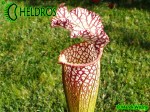 MK L55 Sarracenia Leucophylla Tarnok ,W. Mutant flower form