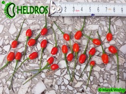 DWARF CHILTEPIN - 10 nasion