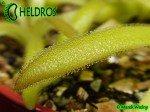 Pinguicula agnata x gypsicola Kay Leistner cross