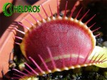 Drapieżny liść muchołówki Red-Green / VFT Red-Green trap.