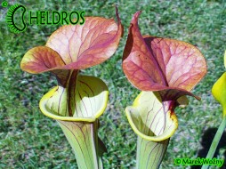 MK F131A Sarracenia Flava var. Cuprea