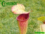 Kapturnica Sarracenia Oreophila OR01, RvL Heavely veined, Purple throat form.