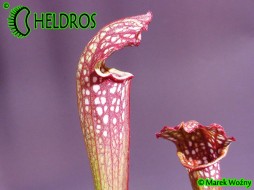 H53 Sarracenia x ‘LADIES IN WAITING’