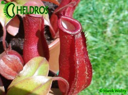 DZBANECZNIK Nepenthes BLOODY MARY