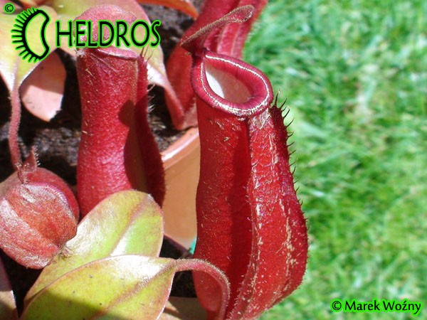 Nepenthes Dzbanecznik BLOODY MARY