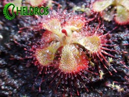 ROSICZKA BURMANNII HK - 20 nasion