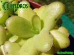 Pinguicula Tłustosz spec. Linz