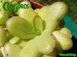 TŁUSTOSZ Pinguicula spec. LINZ
