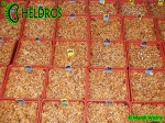 Sarracenia Seeds - Sianie nasiona kapturnicy