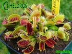 Dionaea Muscipula Muchołówka Trichterfalle - Funnel Trap