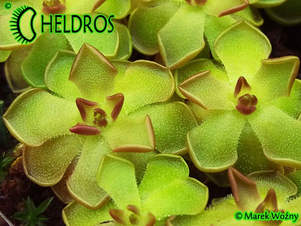 Pinguicula Tłustosz GRACILIS