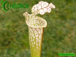 Sarracenia Leucophylla, Adrian Slack clone