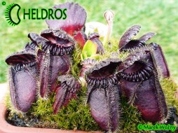 CEFALOTUS EDEN BLACK