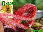 Rosiczka Drosera ASCENDENS RED Form - hairy