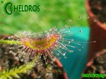 Rosiczka Drosera SCORPIOIDES / Drosera SCORPIOIDES.