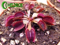 MUCHOŁÓWKA Dionaea Muscipula AKAI RYU - RED DRAGON