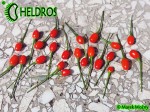 Dwarf Chiltepin - birds eye, Capsicum annuum var. glabriusculum