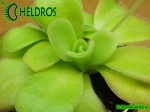 Pinguicula Agnata CSUF