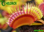 Muchołówka-Dionaea-Muscipula-Red-Daggers