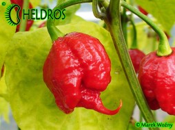 CAROLINA REAPER 1.569.300 - 5 nasion