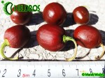 MINIROCOTO BROWN chili