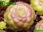 Tłustosz Pinguicula Laueana