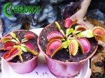 Muchołówka Dionaea BIG MOUTH