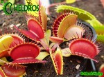 Muchołówka-Dionaea-Muscipula-Red-Daggers