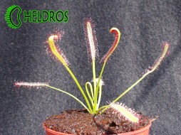 ROSICZKA Drosera CAPENSIS