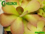 Pinguicula JOHANNA