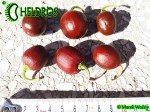 MINIROCOTO BROWN chili
