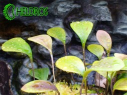PŁYWACZ Utricularia QUELCHII - Ilu Tepui