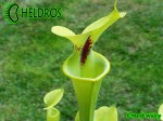 MK F13	Sarracenia Flava var. rugelii Dark throat,Apalachicola National Forest,W, Very dark throat splotch
