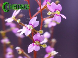 STYLIDIUM DEBILE - roślina katapulta 10