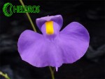 Flower of Utricularia LONGIFOLIA. Pływacz LONGIFOLIA - kwiat.