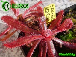 ROSICZKA ASCENDENS RED - 10 nasion