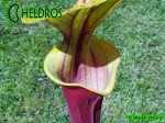 MK F20 Sarracenia Flava var. rubricorpora Giant red tube, Apalachicola National Forest FL,W,F37,JA