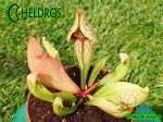 SARRACENIA PURPUREA
