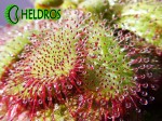 Rosiczka ADMIRABILIS CERES soczyste liście / Drosera ADMIRABILIS CERES leafs.