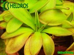 Pinguicula Tłustosz YUCCA DO 1718