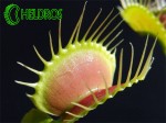 Muchołówka Dionaea Muscipula
