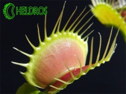 Muchołówka AMERYKAŃSKA Dionaea Muscipula - typowa (Wielkość: Średni rozmiar M)