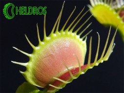 Muchołówka AMERYKAŃSKA Dionaea Muscipula - typowa