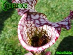 MK L28 Sarracenia Leucophylla Red  white. Large pitchers with a red peristome.